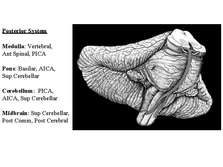 Posterior System Medulla: Vertebral, Ant Spinal, PICA Pons: Basilar, AICA, Sup Cerebellar Cerebellum: PICA,