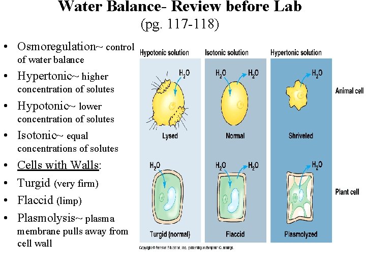 Water Balance- Review before Lab (pg. 117 -118) • Osmoregulation~ control of water balance