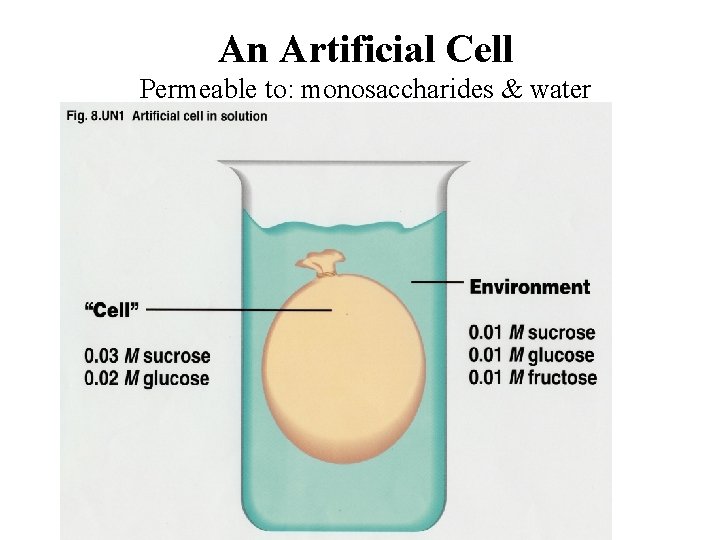An Artificial Cell Permeable to: monosaccharides & water Impermeable to: Disaccharides 