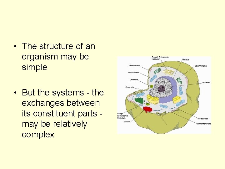  • The structure of an organism may be simple • But the systems