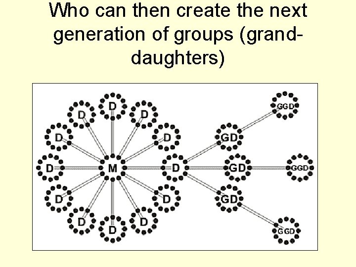 Who can then create the next generation of groups (granddaughters) 