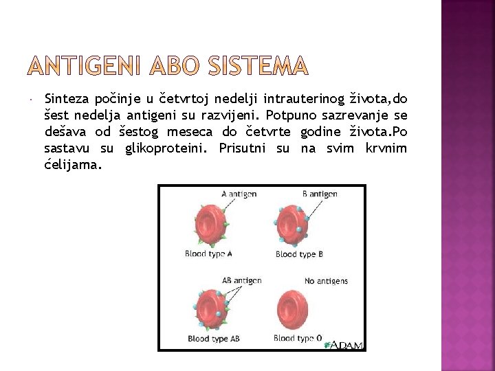  Sinteza počinje u četvrtoj nedelji intrauterinog života, do šest nedelja antigeni su razvijeni.
