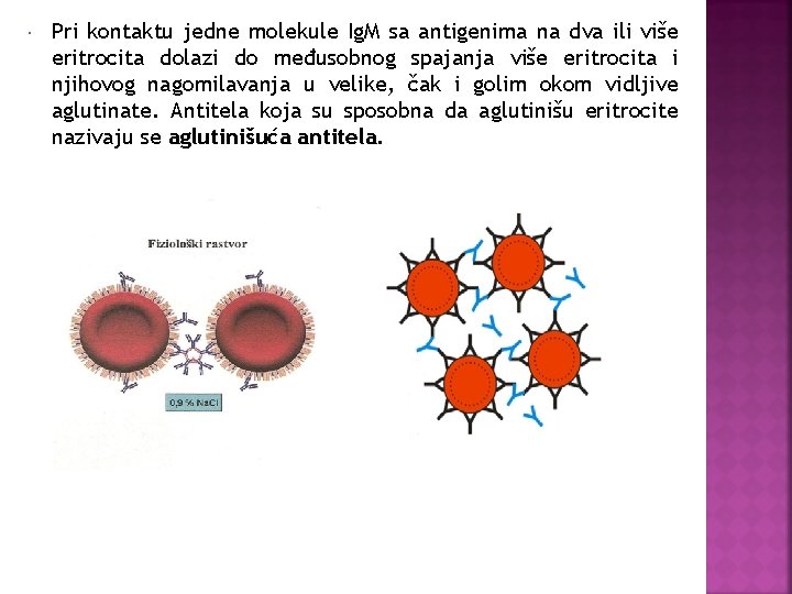  Pri kontaktu jedne molekule Ig. M sa antigenima na dva ili više eritrocita
