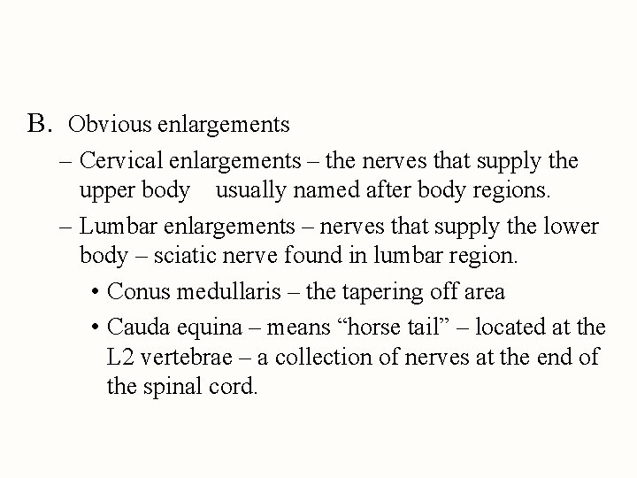 B. Obvious enlargements – Cervical enlargements – the nerves that supply the upper body