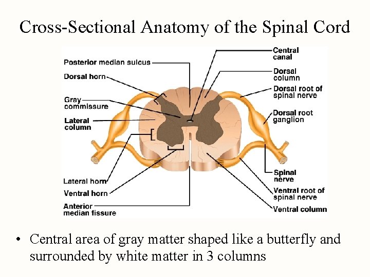 Cross-Sectional Anatomy of the Spinal Cord • Central area of gray matter shaped like