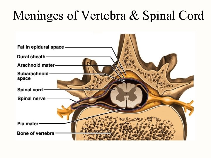 Meninges of Vertebra & Spinal Cord 