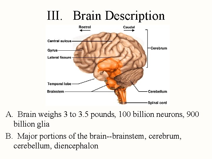 III. Brain Description A. Brain weighs 3 to 3. 5 pounds, 100 billion neurons,