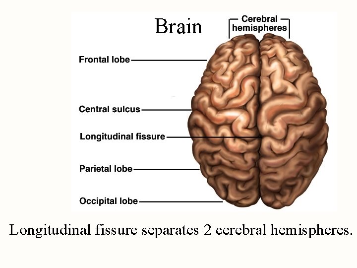 Brain Longitudinal fissure separates 2 cerebral hemispheres. 