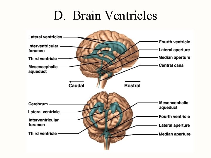 D. Brain Ventricles 