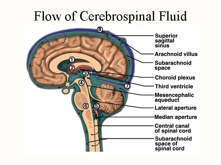 Flow of Cerebrospinal Fluid 