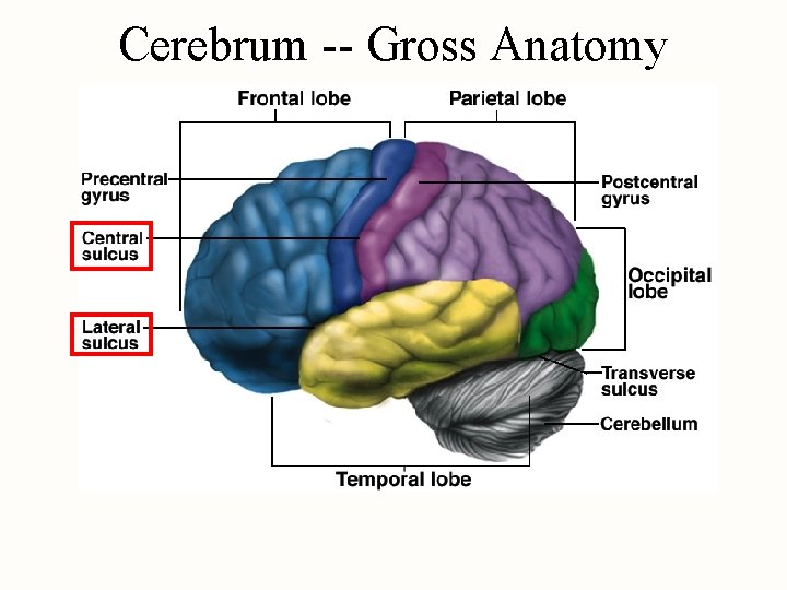 Cerebrum -- Gross Anatomy 