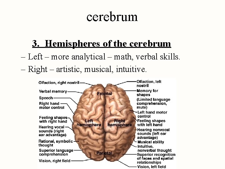 cerebrum 3. Hemispheres of the cerebrum – Left – more analytical – math, verbal