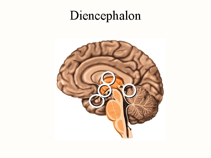 Diencephalon 