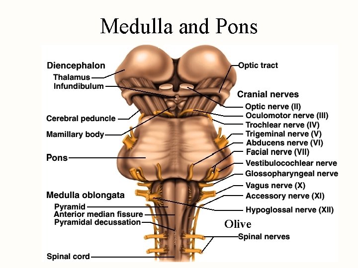 Medulla and Pons Olive 