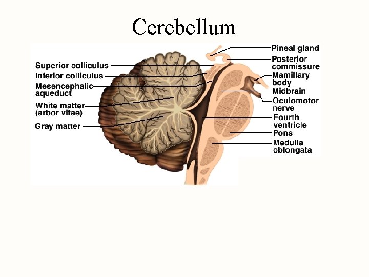 Cerebellum 