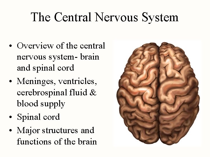 The Central Nervous System • Overview of the central nervous system- brain and spinal