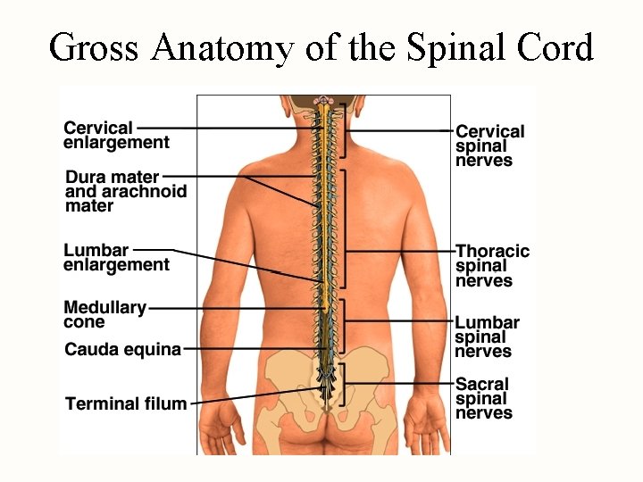 Gross Anatomy of the Spinal Cord 