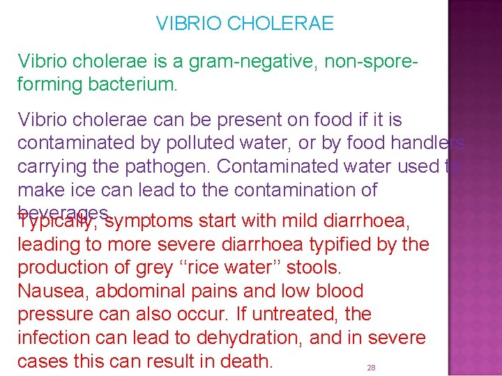 VIBRIO CHOLERAE Vibrio cholerae is a gram-negative, non-sporeforming bacterium. Vibrio cholerae can be present