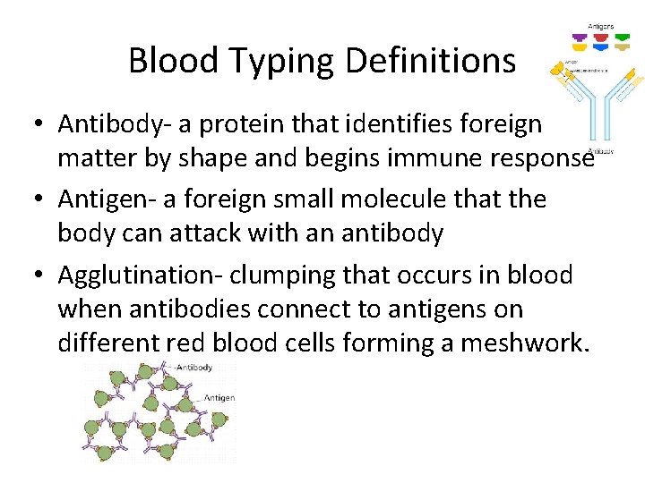 Blood Typing Definitions • Antibody- a protein that identifies foreign matter by shape and