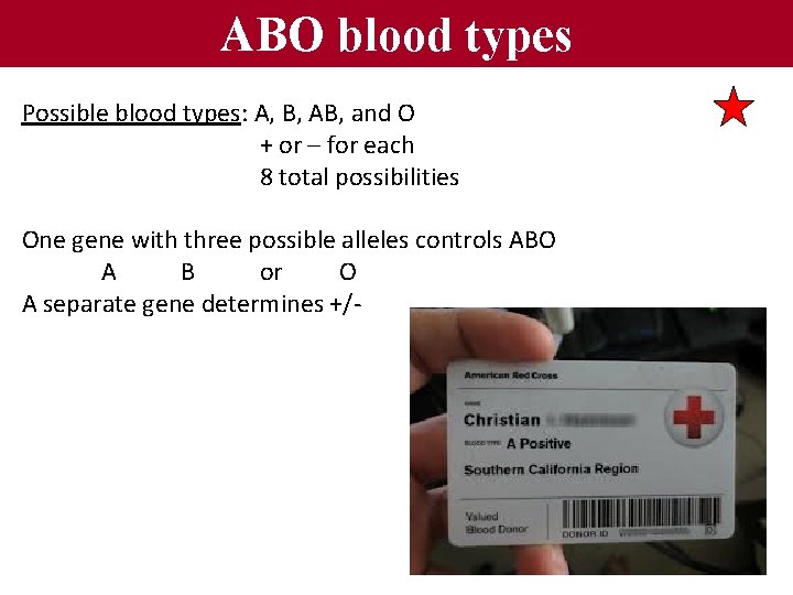 ABO blood types Possible blood types: A, B, AB, and O + or –