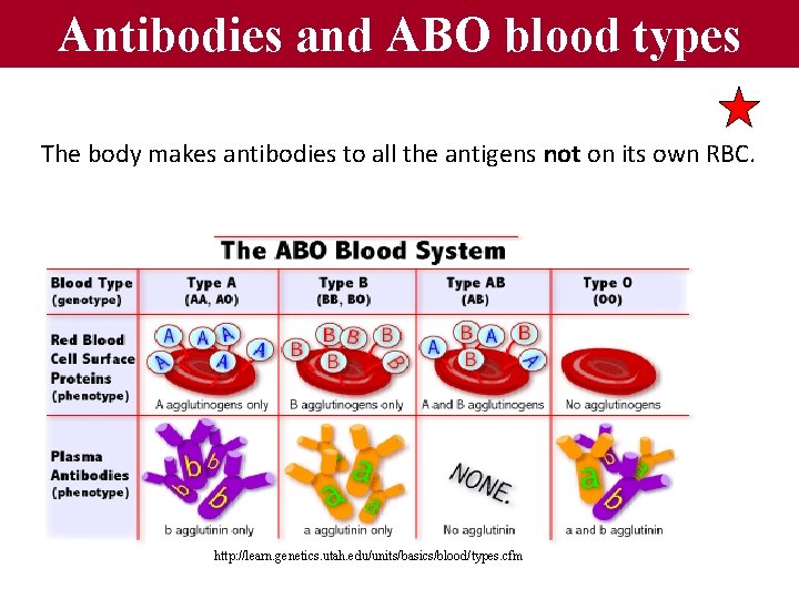 Antibodies and ABO blood types The body makes antibodies to all the antigens not