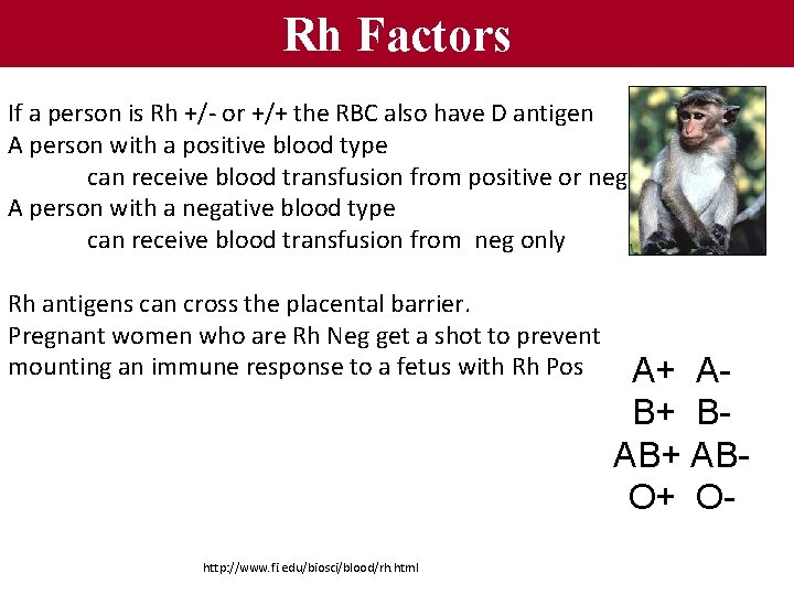 Rh Factors If a person is Rh +/- or +/+ the RBC also have
