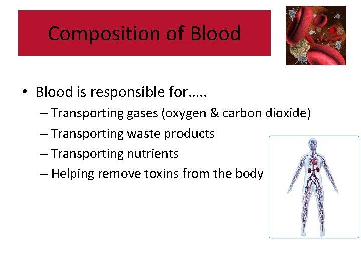 Composition of Blood • Blood is responsible for…. . – Transporting gases (oxygen &