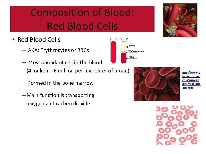 Composition of Blood: Red Blood Cells • Red Blood Cells — AKA: Erythrocytes or