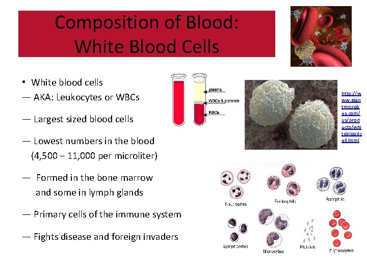 Composition of Blood: White Blood Cells • White blood cells — AKA: Leukocytes or