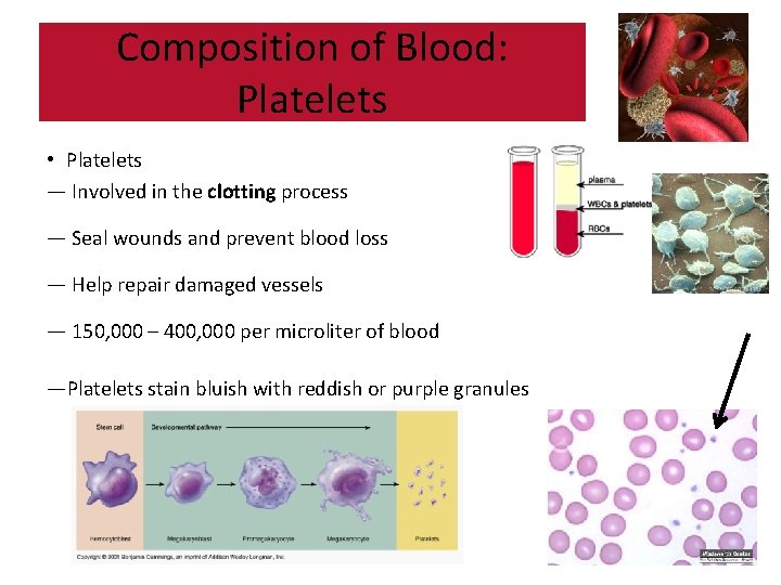Composition of Blood: Platelets • Platelets — Involved in the clotting process — Seal