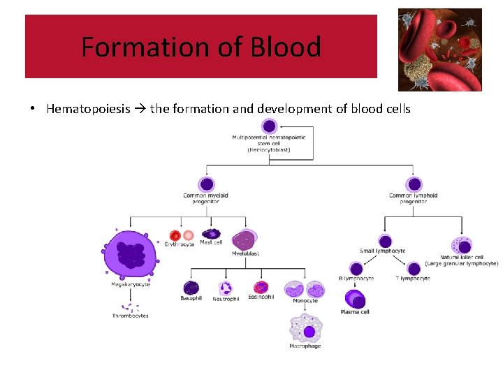 Formation of Blood • Hematopoiesis the formation and development of blood cells 