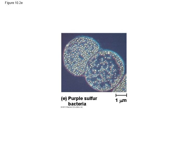 Figure 10. 2 e (e) Purple sulfur bacteria 1 m 