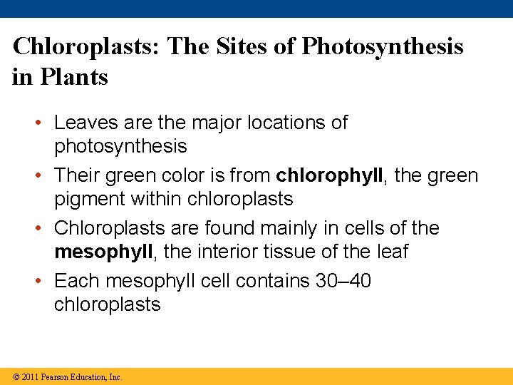 Chloroplasts: The Sites of Photosynthesis in Plants • Leaves are the major locations of