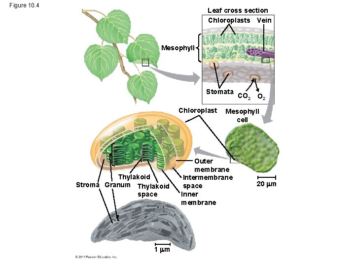Figure 10. 4 Leaf cross section Chloroplasts Vein Mesophyll Stomata Chloroplast Thylakoid Stroma Granum