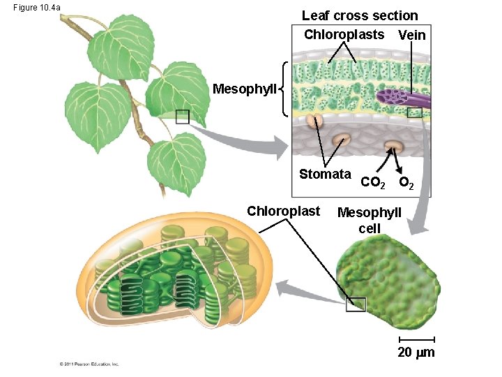 Figure 10. 4 a Leaf cross section Chloroplasts Vein Mesophyll Stomata Chloroplast CO 2