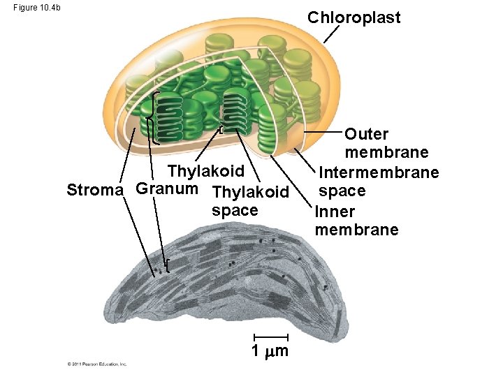 Figure 10. 4 b Chloroplast Thylakoid Stroma Granum Thylakoid space 1 m Outer membrane