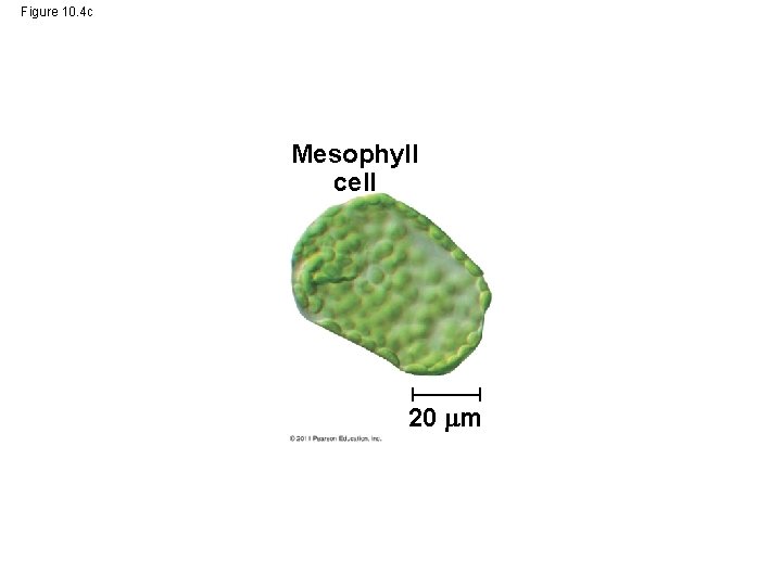 Figure 10. 4 c Mesophyll cell 20 m 