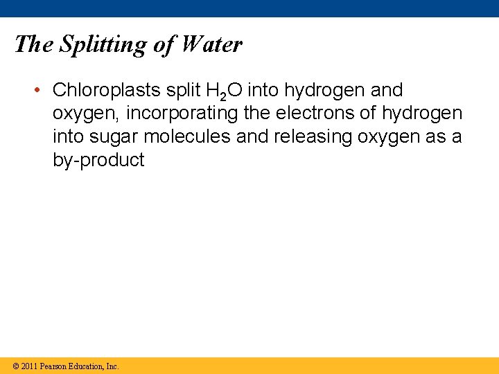 The Splitting of Water • Chloroplasts split H 2 O into hydrogen and oxygen,