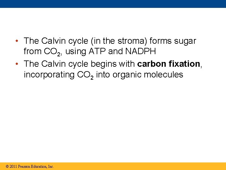  • The Calvin cycle (in the stroma) forms sugar from CO 2, using