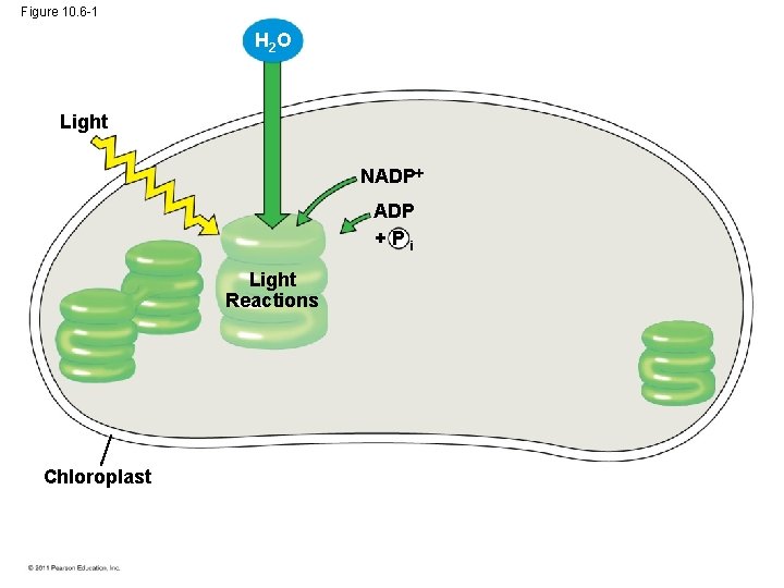 Figure 10. 6 -1 H 2 O Light NADP +Pi Light Reactions Chloroplast 