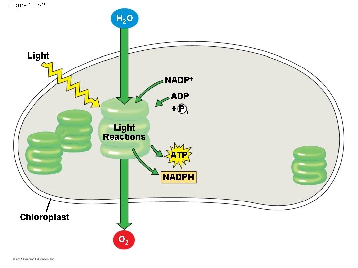 Figure 10. 6 -2 H 2 O Light NADP +Pi Light Reactions ATP NADPH