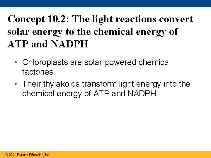 Concept 10. 2: The light reactions convert solar energy to the chemical energy of