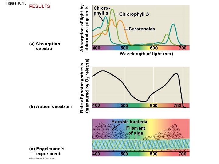 (a) Absorption spectra (b) Action spectrum Absorption of light by chloroplast pigments RESULTS Rate