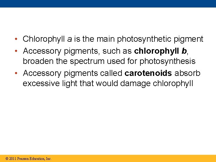  • Chlorophyll a is the main photosynthetic pigment • Accessory pigments, such as