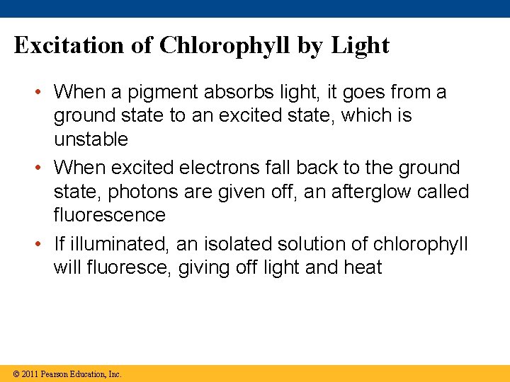 Excitation of Chlorophyll by Light • When a pigment absorbs light, it goes from