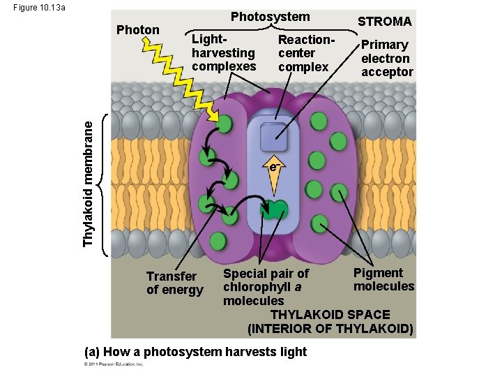 Figure 10. 13 a Lightharvesting complexes Thylakoid membrane Photon Photosystem Reactioncenter complex STROMA Primary