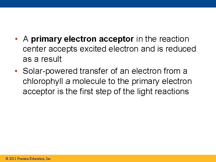  • A primary electron acceptor in the reaction center accepts excited electron and