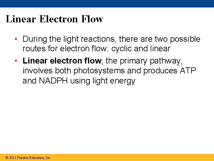 Linear Electron Flow • During the light reactions, there are two possible routes for