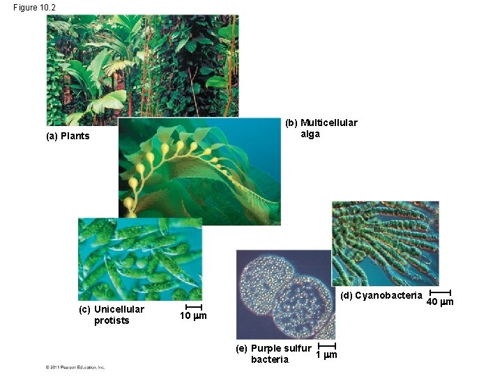 Figure 10. 2 (b) Multicellular alga (a) Plants (d) Cyanobacteria (c) Unicellular protists 10