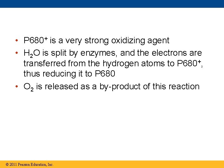  • P 680+ is a very strong oxidizing agent • H 2 O